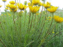 Berkheya insignis