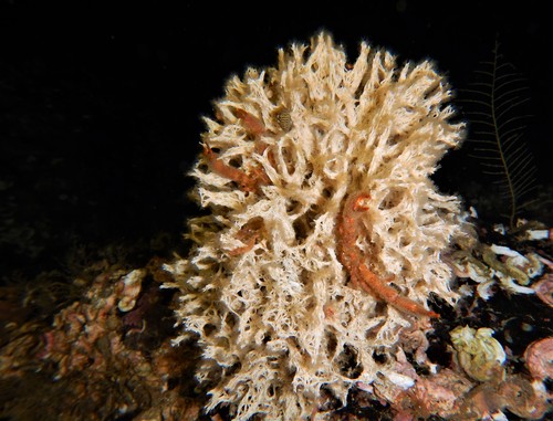 Filograna implexa