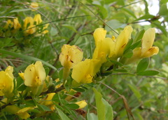 Chamaecytisus ratisbonensis