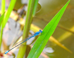 Pseudagrion malabaricum