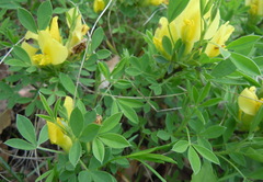 Chamaecytisus ratisbonensis