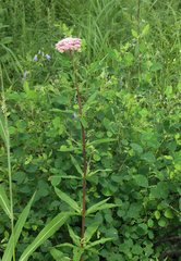 Eupatorium lindleyanum