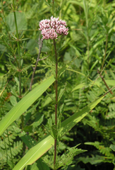 Eupatorium lindleyanum