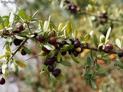 Rhamnus punctata