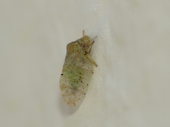 Euphyllura olivina