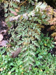 Corydalis cheilanthifolia