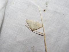 Adactylotis gesticularia