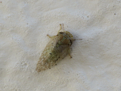Euphyllura olivina