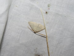 Adactylotis gesticularia