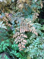 Corydalis cheilanthifolia
