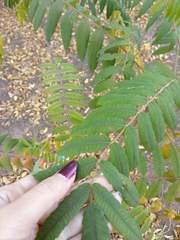 Rhus
