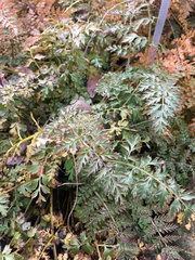 Corydalis cheilanthifolia