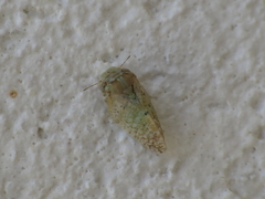 Euphyllura olivina