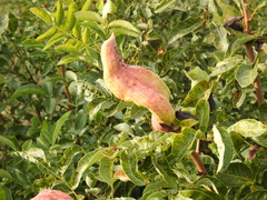 Baizongia pistaciae