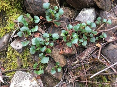 Viola serpentinicola