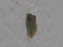 Euphyllura olivina