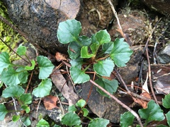 Viola serpentinicola