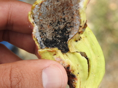 Baizongia pistaciae