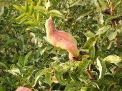 Baizongia pistaciae