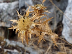 Carlina libanotica