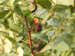 Baizongia pistaciae