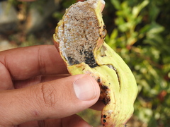 Baizongia pistaciae