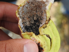 Baizongia pistaciae