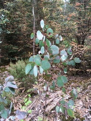 Eucalyptus tasmaniensis