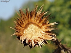 Onopordum cynarocephalum