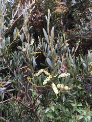 Acacia mucronata