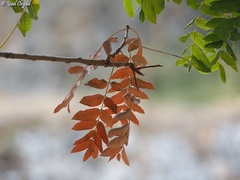 Pistacia terebinthus palaestina