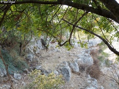 Pistacia terebinthus palaestina