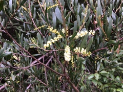 Acacia mucronata