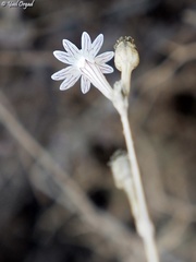 Silene reinwardtii