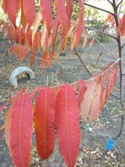 Rhus