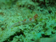 Coryphellina rubrolineata