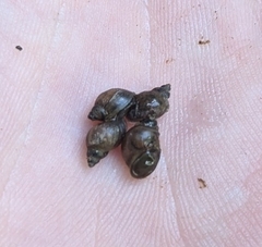 Orientogalba viridis