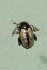 Chaetocnema conducta