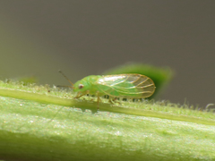 Acizzia jamatonica
