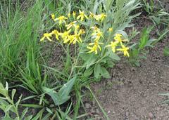 Senecio bupleuroides