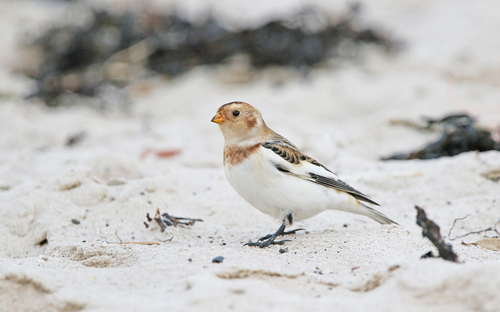 Escribano nival (Plectrophenax nivalis)