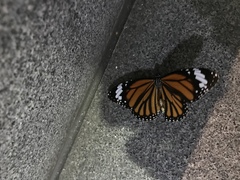 Danaus genutia