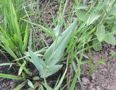 Senecio bupleuroides