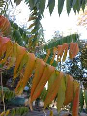 Rhus