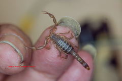 Serradigitus gertschi