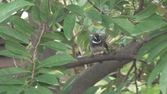 Rhipidura albogularis