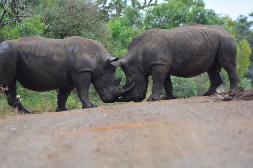 White Rhinoceros