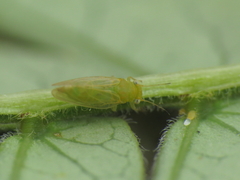 Acizzia jamatonica