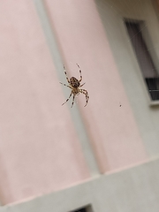 Araneus diadematus