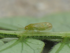 Acizzia jamatonica